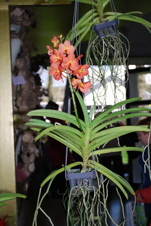 hur ofta blommor orkideer 