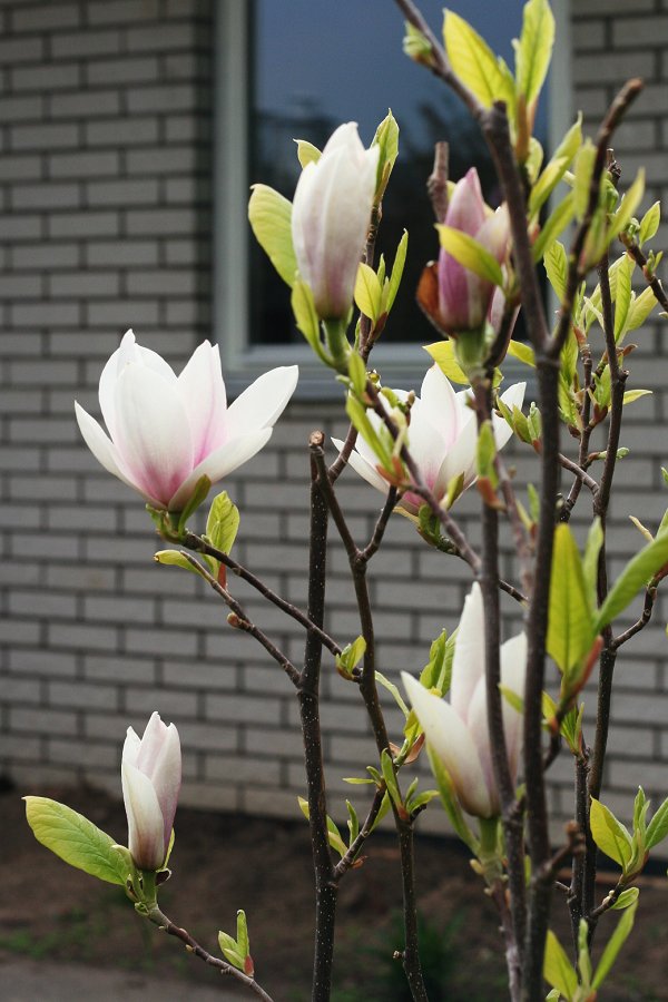 magnolia001_5197c01c9606ee58c57ad090.jpg