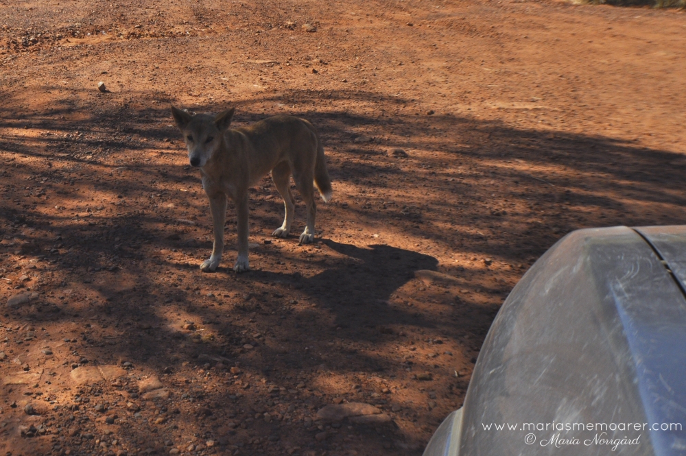 Australian wildlife - dingo / däggdjur i Australien - dingo
