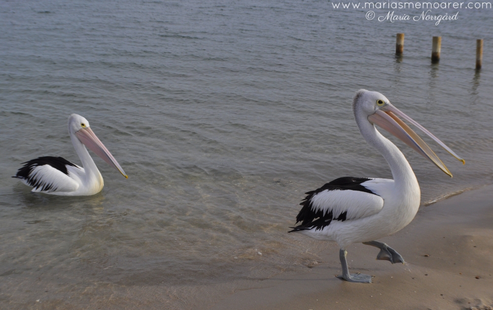 pelikaner - fåglar i Australien