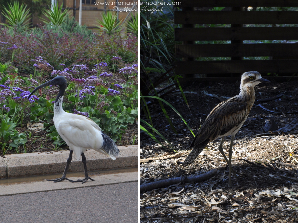 funny birds in Australia / roliga fåglar i Australien: ibis & curlew