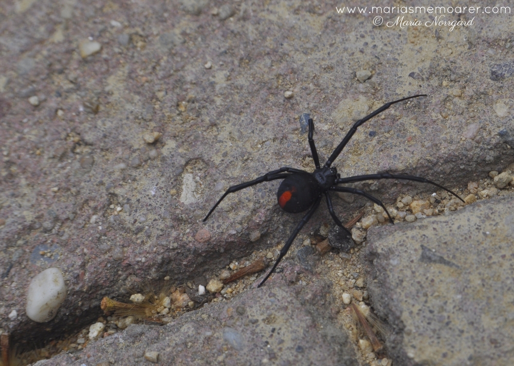 venomous spider in Australia: redback / giftiga spindlar i Australien: redback (rödryggad spindel)
