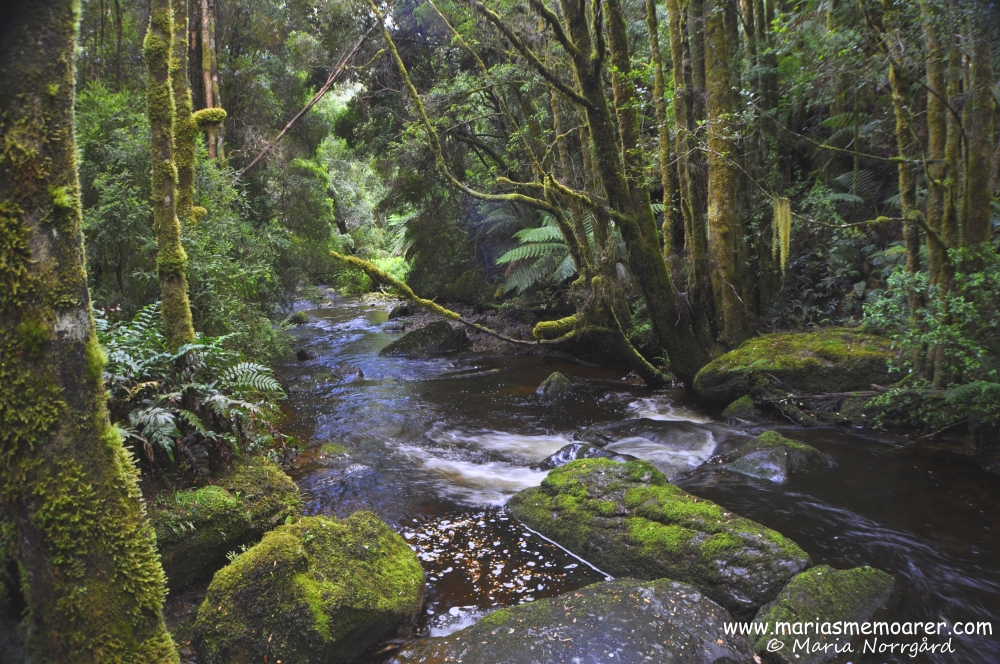 Australien Tasmanien: vattenfall och tempererad regnskog