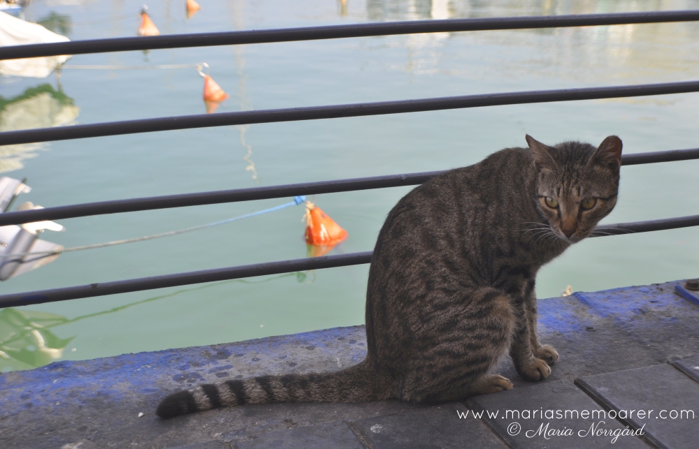 katter på resor, Jaffa Tel Aviv