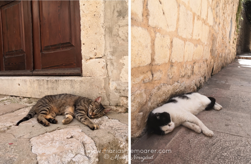 katter i Dubrovnik, Kroatien