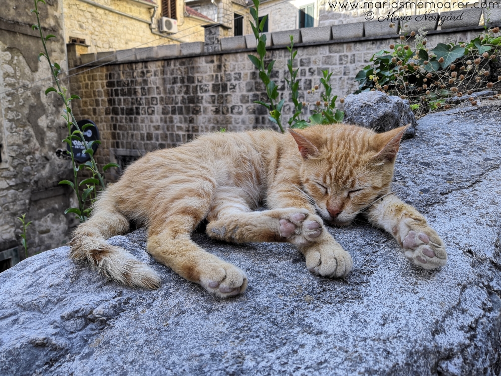 katter i gamla stan, Kotor