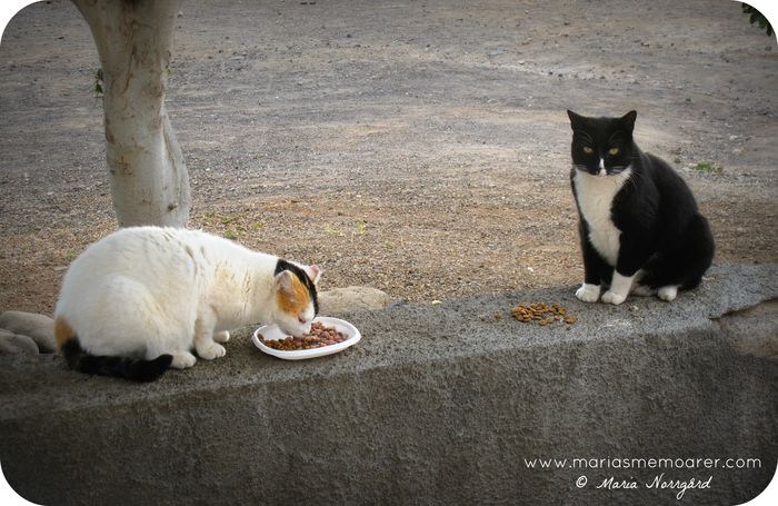 cats on Canary Islands / katter på Kanarieöarna