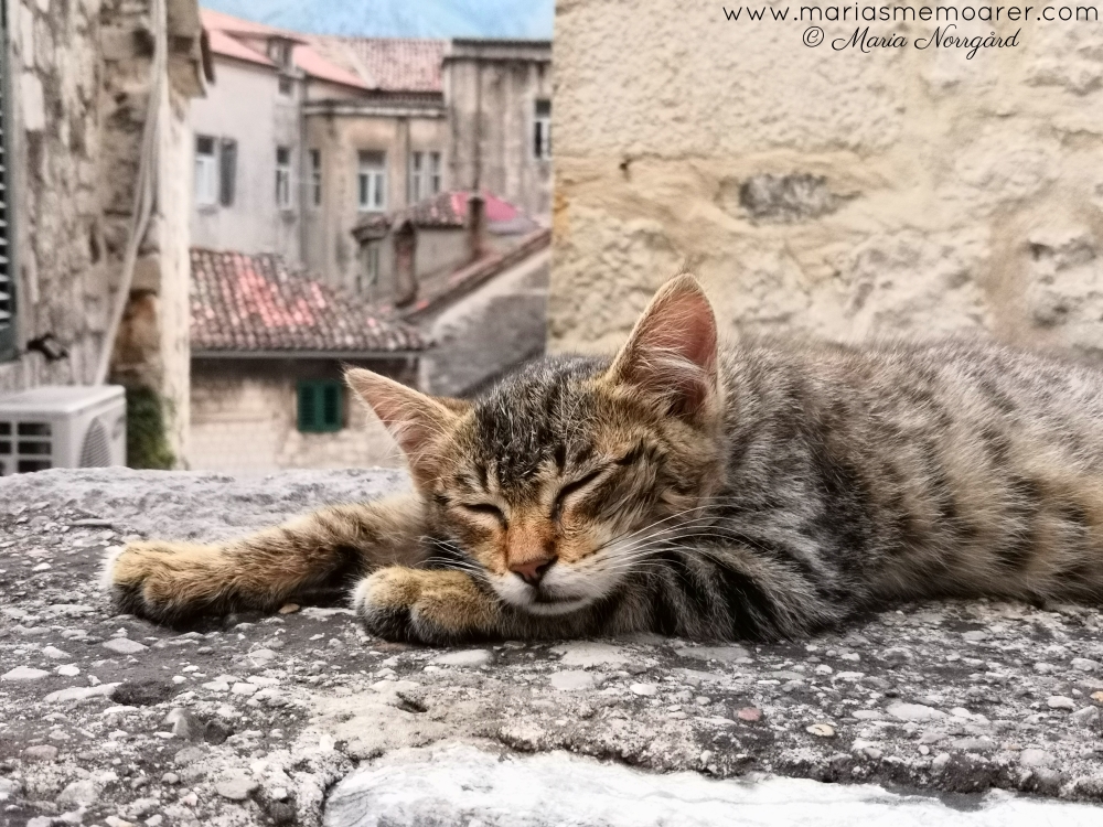 katt i Kotor, Montenegro, Balkan