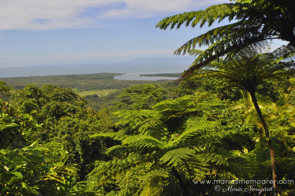 Daintree regnskog, Queensland, Australien