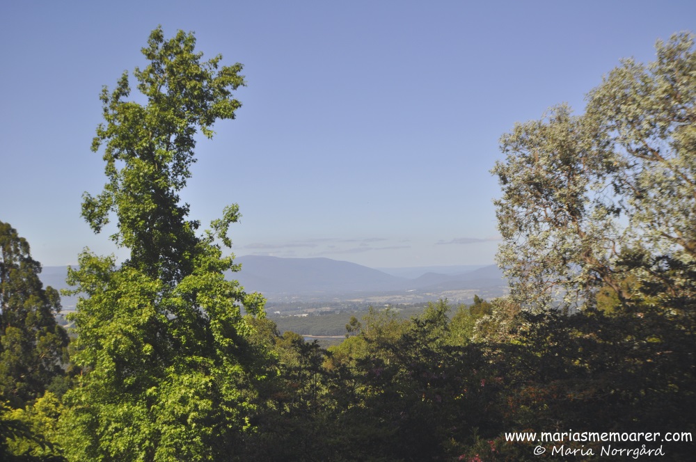 View from National Rhododendron Gardens in Olida, Dandenong Ranges / by från botaniska trädgården i Olinda