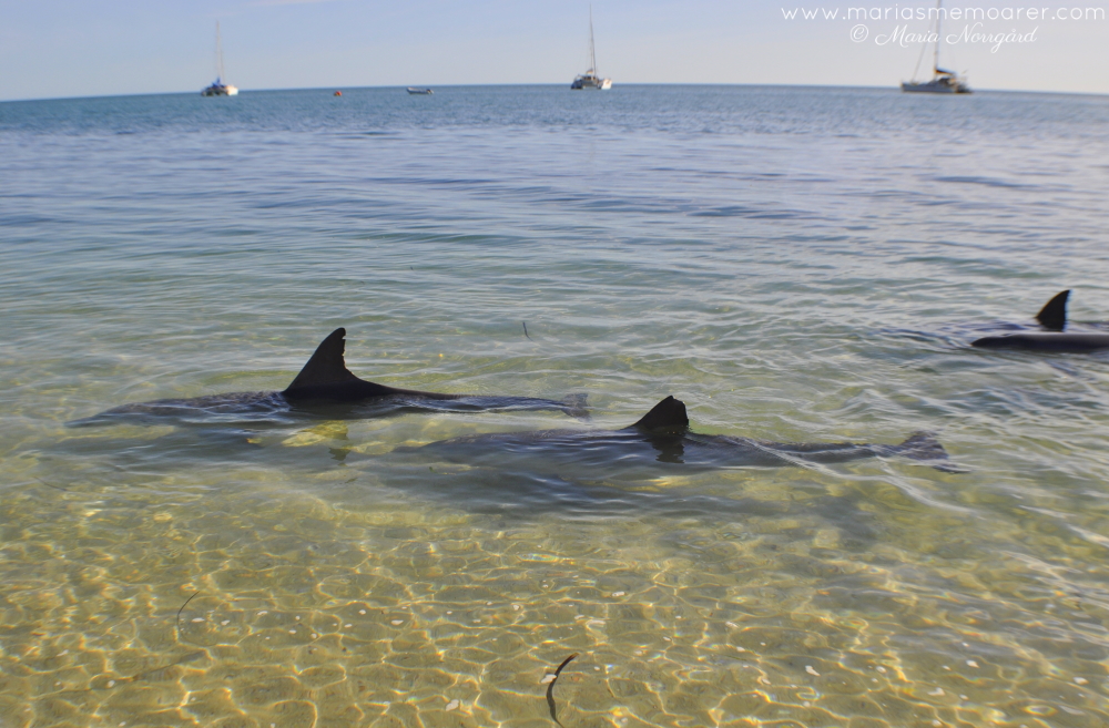 delfiner i Monkey Mia, Western Australia, Australien