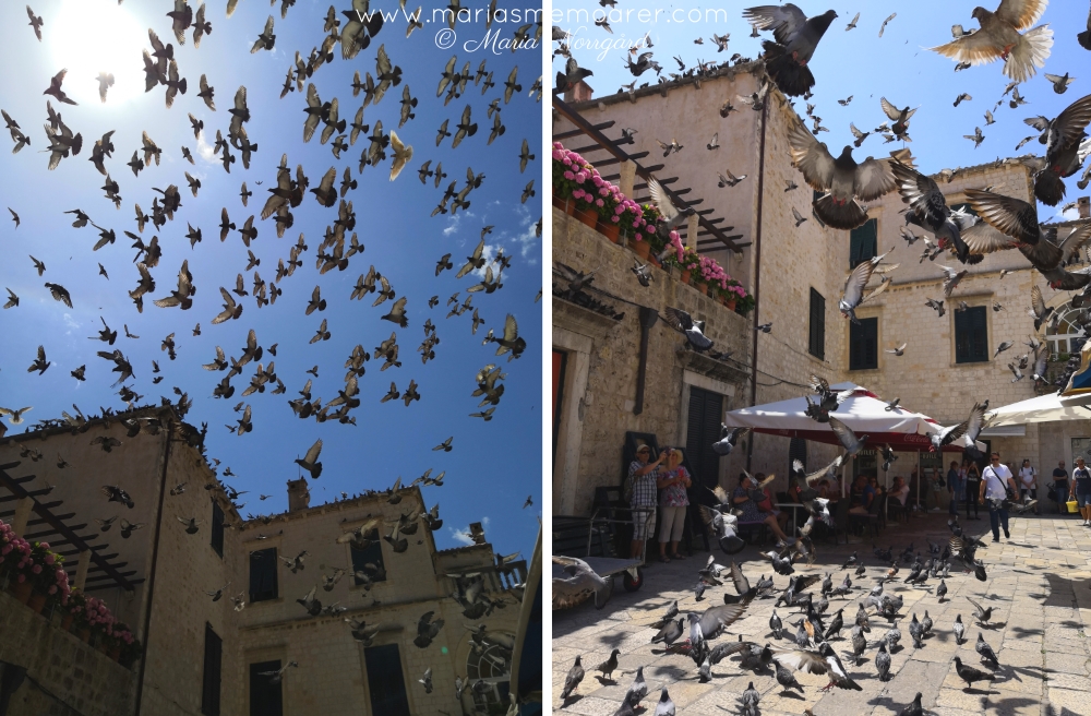 pigeons / doves in Dubrovnik, Croatia