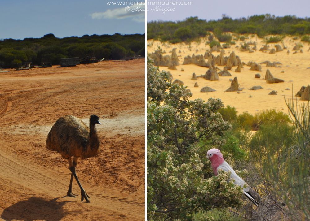 aussie birds - emu and galah / fåglar Down Under: emu och rosenkakadua