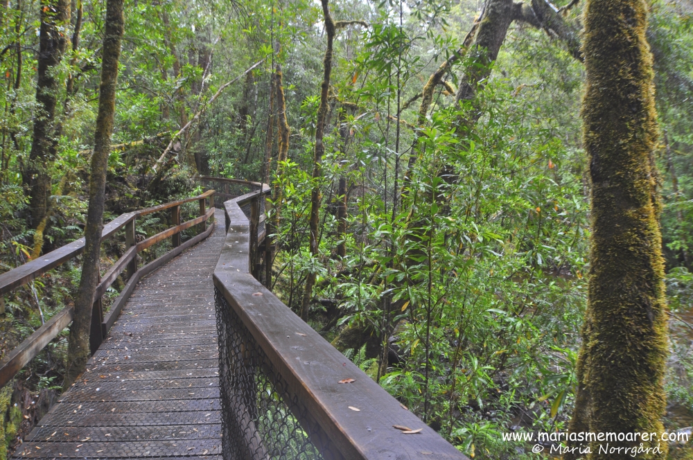 fotoutmaning grönska - franklin-gordon wild rivers national park - tasmania