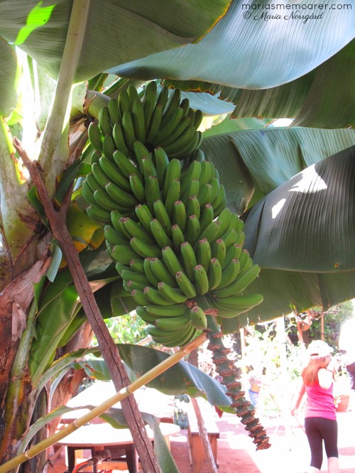 fotoutmaning grönska - bananer teneriffa kanarieöarna