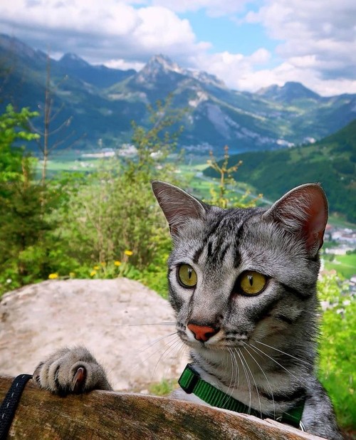 george, an adventurous mau cat who likes to hike mountains