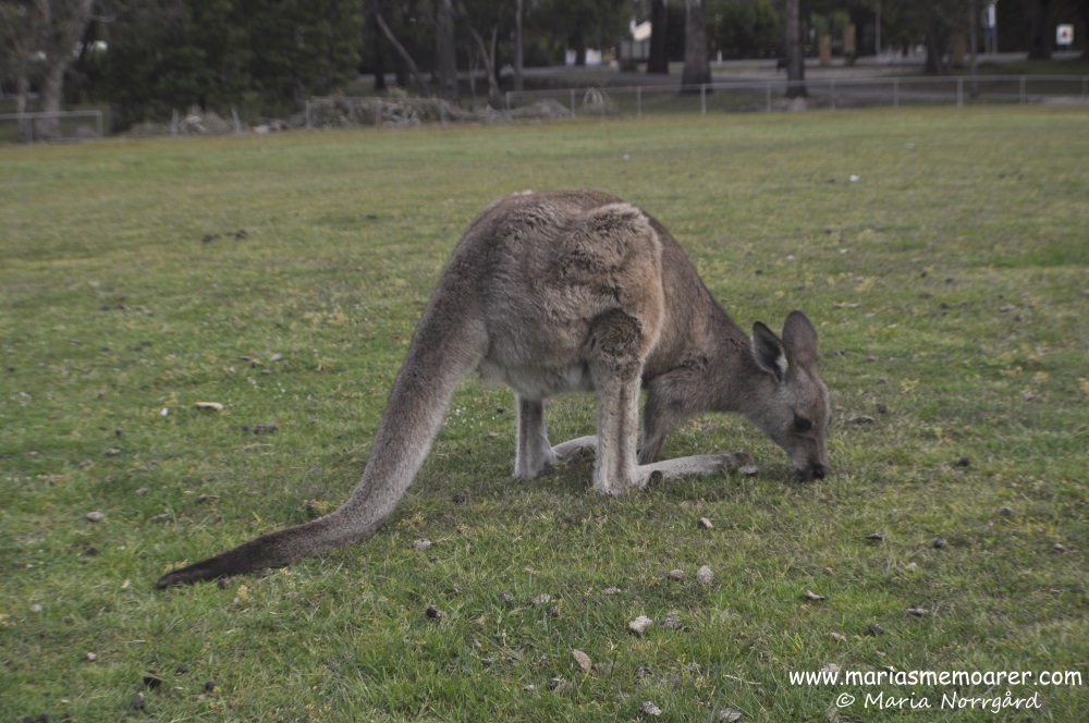 känguru i Grampians National Park, Australien