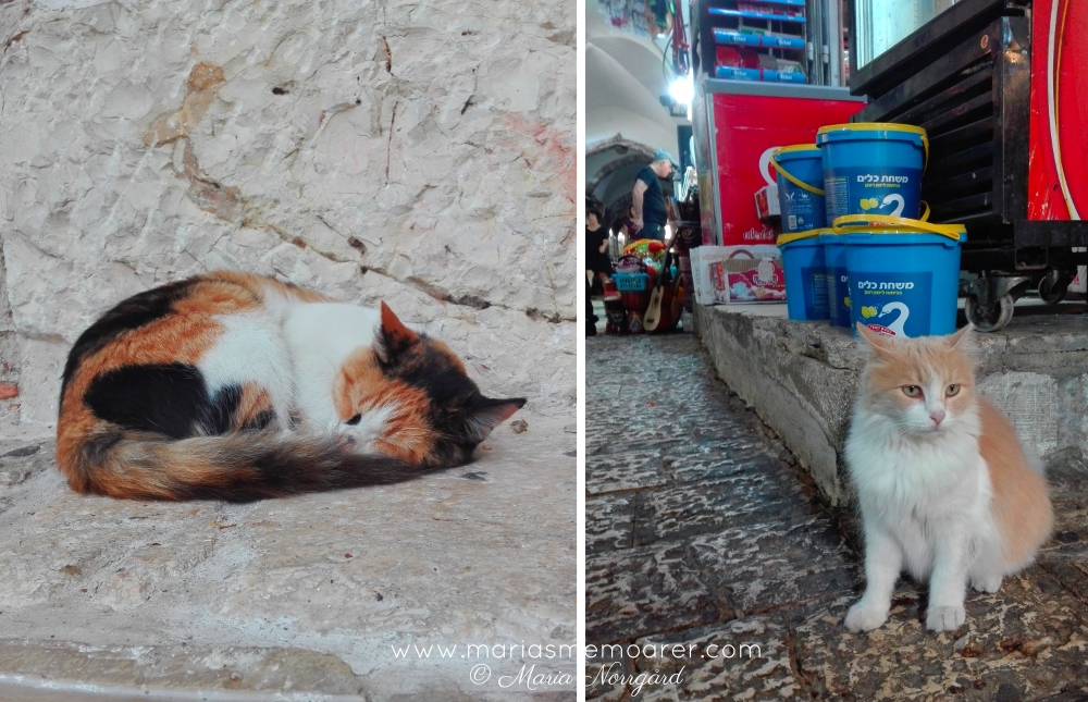 katter i Israel / Palestina