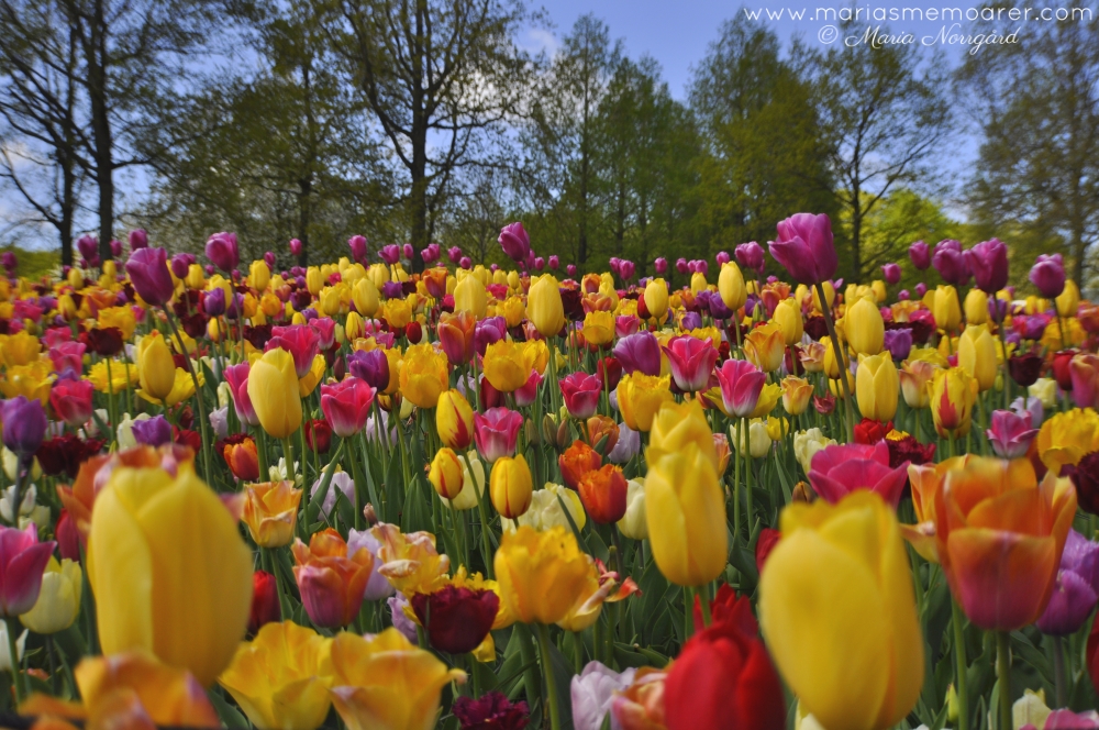 Keukenhof i Nederländerna, världens näststörsta blomsterpark
