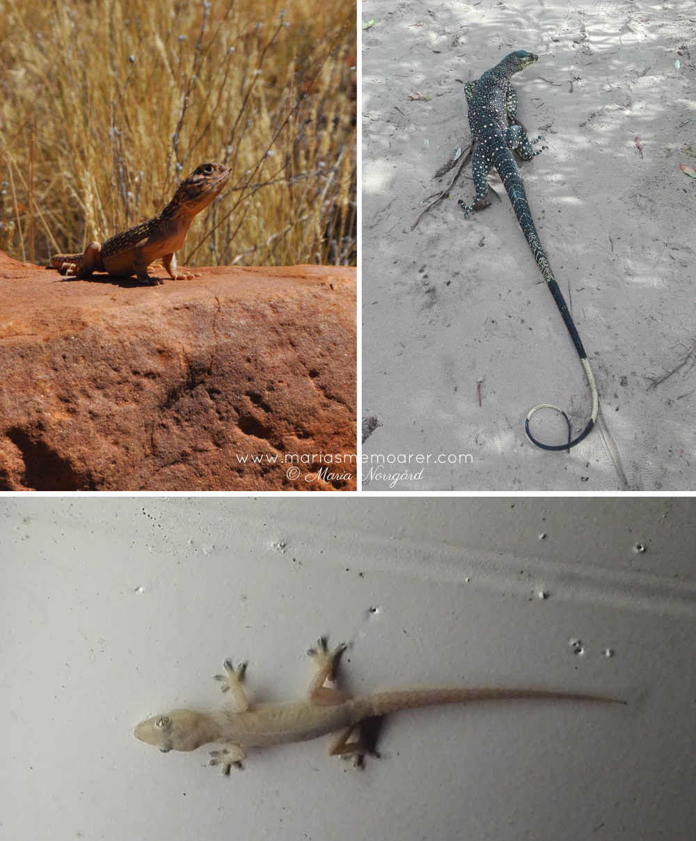 ödlor i Australien - oidentifierbar ödla i norra Australien, varan och geckoödla