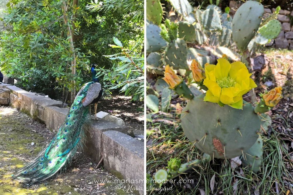 Lokrum botanisk trädgård - kaktus och påfågel - Dubrovnik