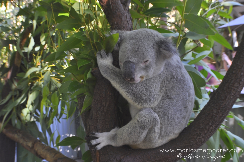 djur i Australien - koala, Magnetic Island