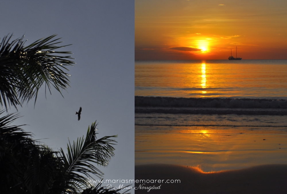 att göra i Darwin - beundra solnedgången vid Mindil Beach och spana efter rovfåglar
