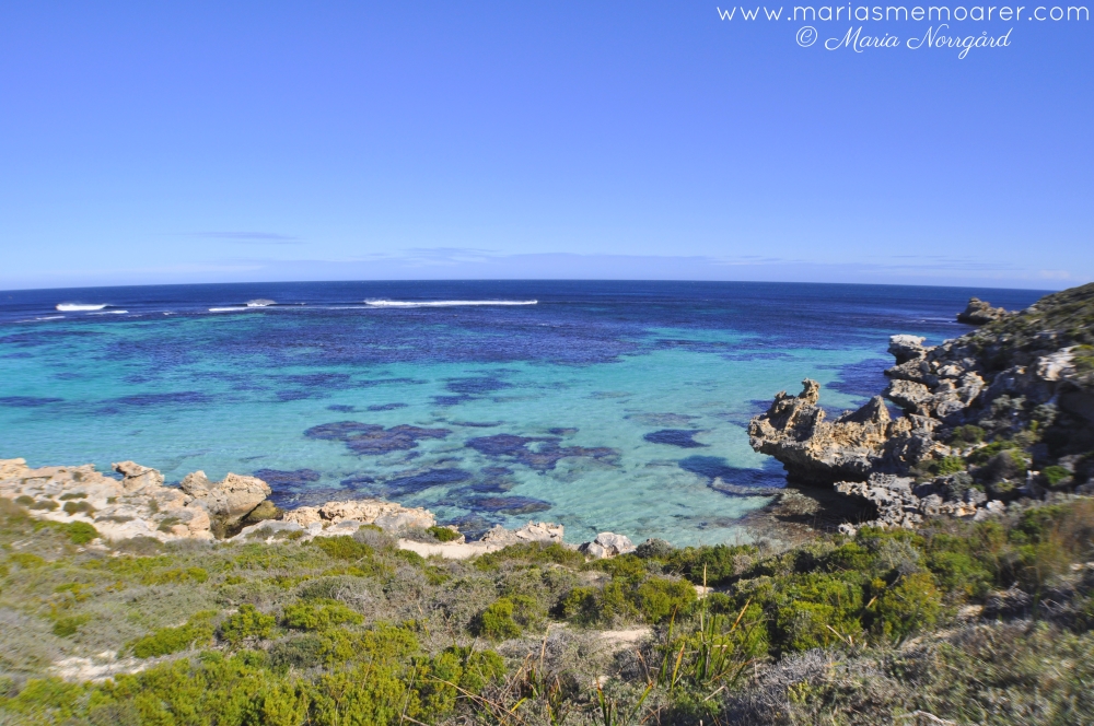 national park Western Australia near Perth - Rottnest Island quokka paradise