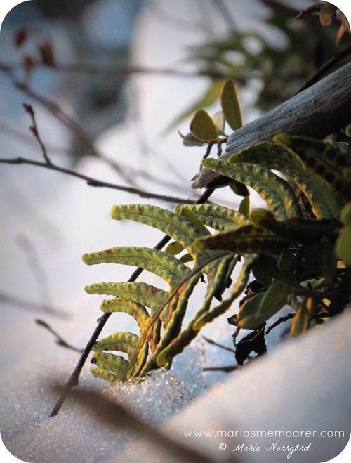 natur under vintern i Finland