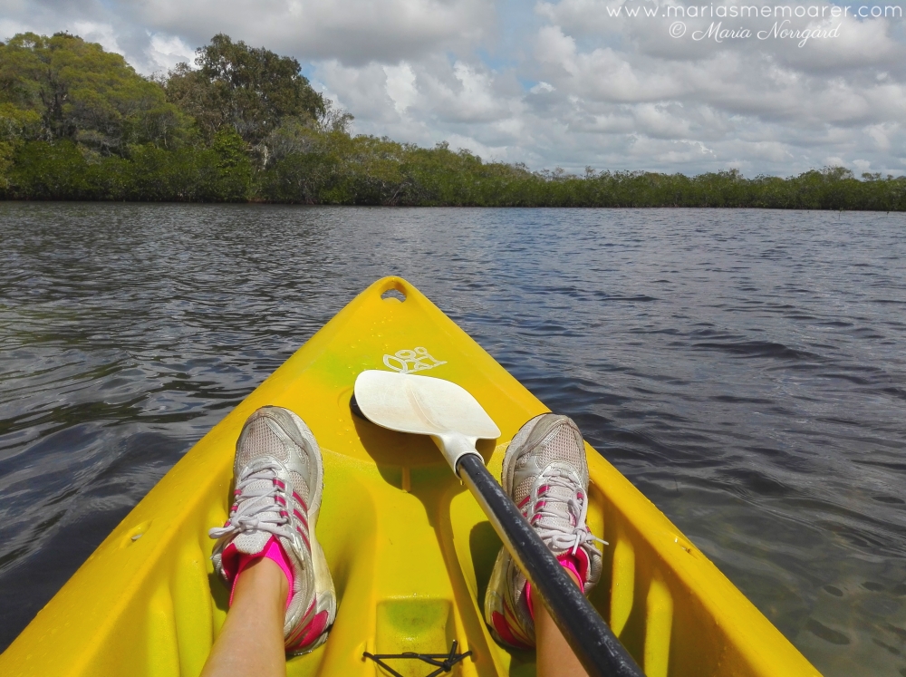 saker att göra i Noosa - paddla kajak i Everglades