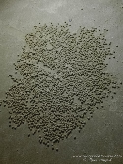 Sand balls made by Sand bubbler crabs / djur i Australien, sandkrabbor som format sandkulor