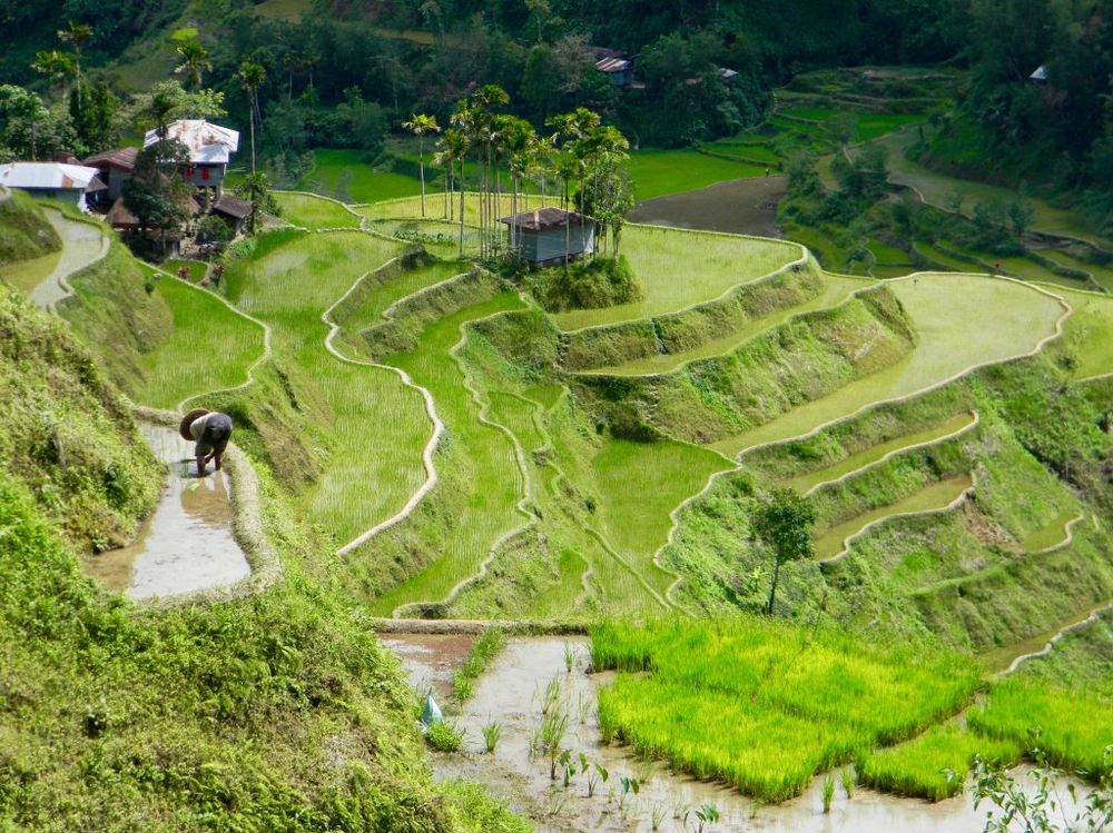alternativa resmål istället för turistfällorna - vandra bland risterrasser i Filippinerna