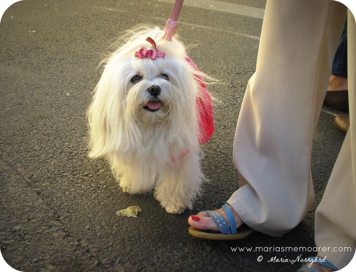 utklädd hund på karneval i Los Cristianos