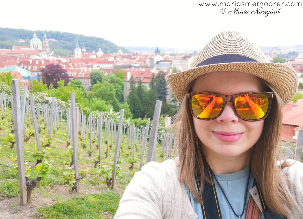 st wenceslas vineyard med vinrankor och utsikt över Prag