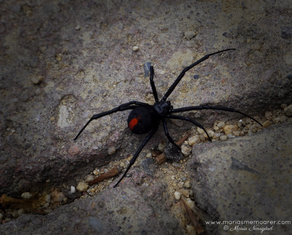 redback spider / spindel in Sydney, Australia