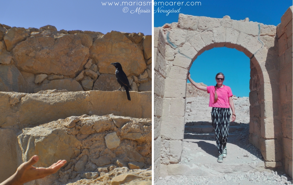 sevärdheten Masada / fåglar i Israel: sinaiglansstare