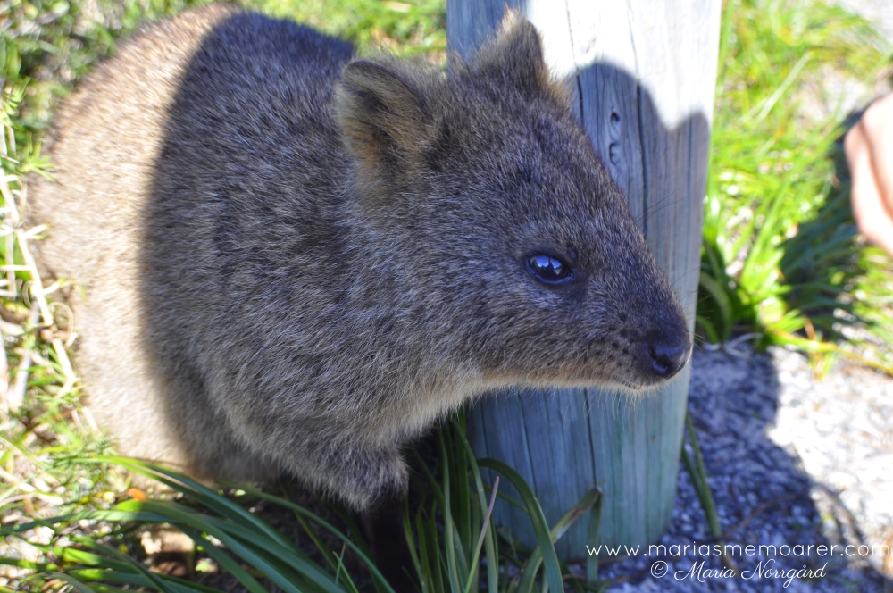 djur i Australien - quokka / kortsvansvallaby på Rottnest Island, Western Australia