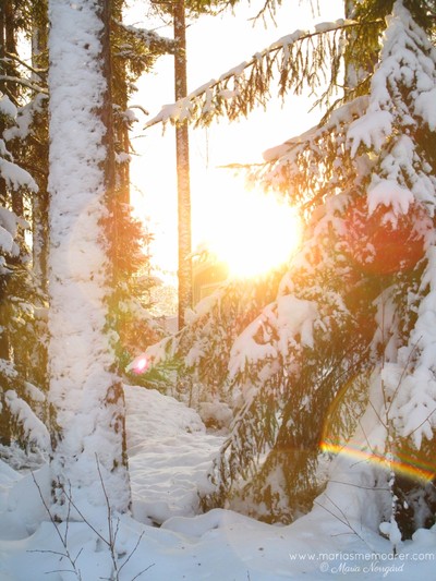 nordens fyra årstider: vinter - Under Finland 100 året får naturen en egen flaggdag