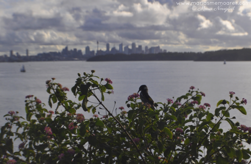 bird drinking nectar in Watsons Bay, Sydney, Australia / fågel dricker nektar