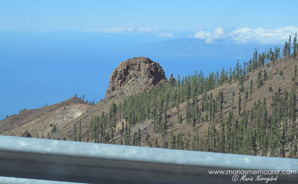 Kanarietallar uppe i bergen på Teide / Canary Island pines up in the mountains on Teide