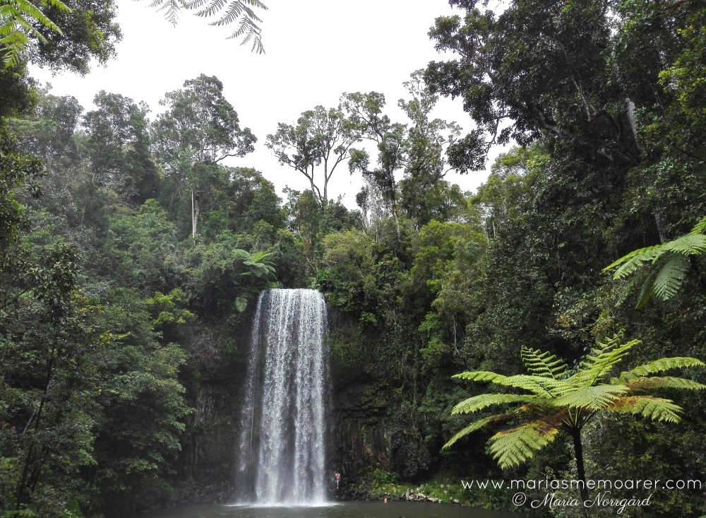 vattenfall i Australien: waterfall Millaa Millaa Falls, Atherton Tablelands Waterfall Circuit near Cairns, Queensland, Australia