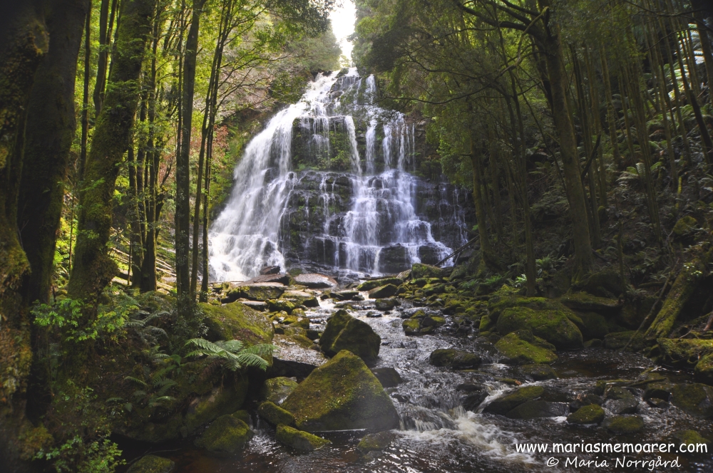 vattenfall i Tasmanien, Australien: waterfall Nelson Falls, Franklin-Gordon Wild Rivers National Park, Tasmania, Australia