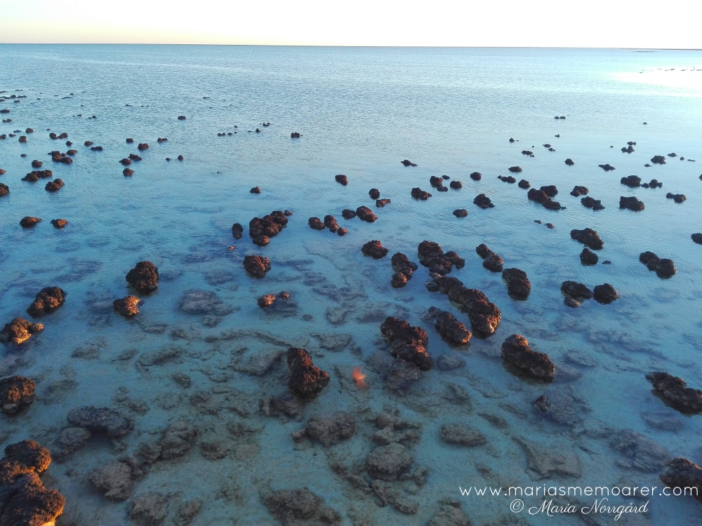 stromatoliter i Australien (Shark Bay)