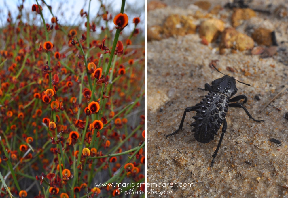Mount Lesueur, Western Australia - flowers and cool spikey beetle