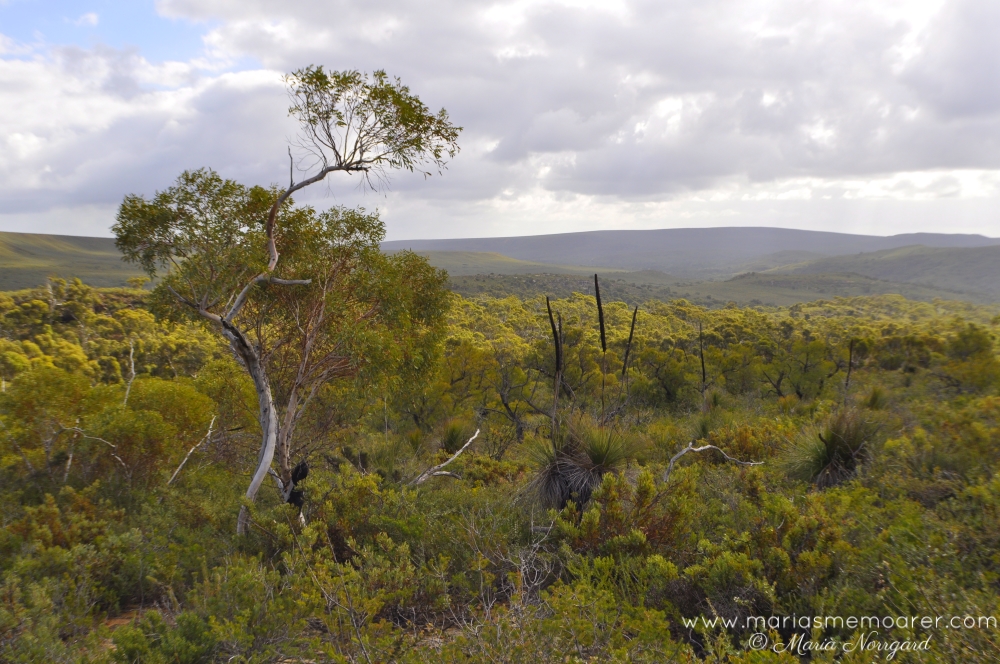Mount Lesueur nationalpark nära Jurien Bay, västra Australien
