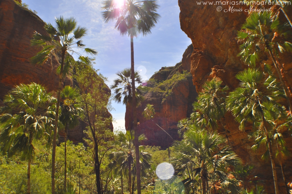 short hikes in Purnululu National Park, Western Australia: Mini Palms Gorge