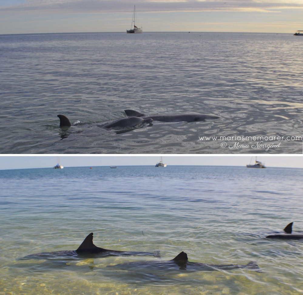 Djur i Australien - Flasknosdelfiner vid Shark Bay, Western Australia