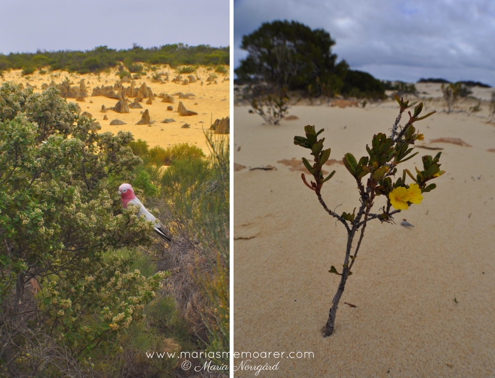 Rosenkakadua i Pinnacles / Galah in Western Australia - aussie wildlife