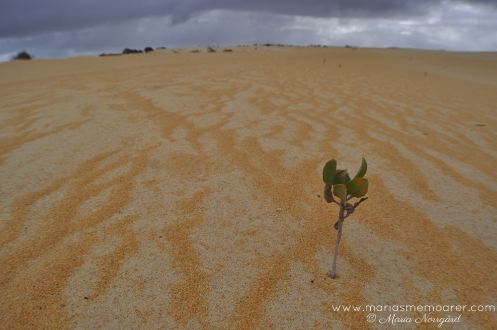 fotoutmaning mönster - naturliga ränder i sand (The Pinnacles, Australien)