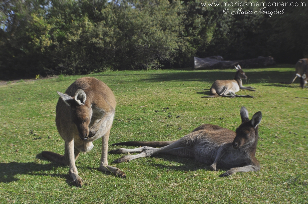 känguruer i västra Australien